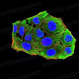 Валидация IF - AntibodySystem RHF64104