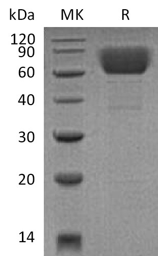 Валидация Elabscience PKSM041341(5235)