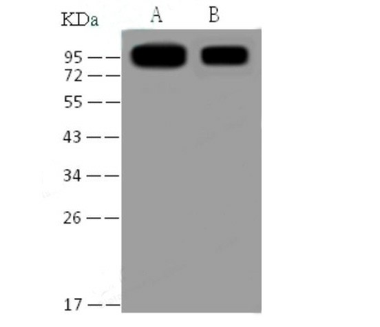 Валидация Elabscience E-AB-V1350