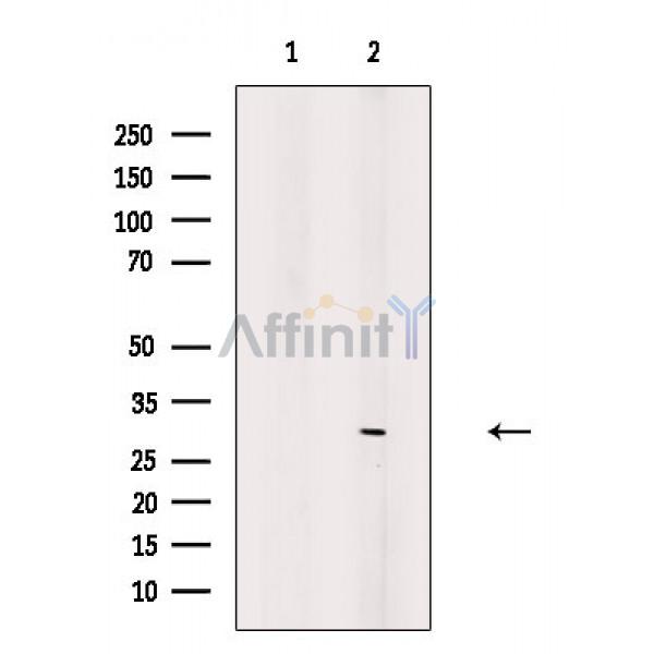 Валидация Affinity AF6628 - 3919