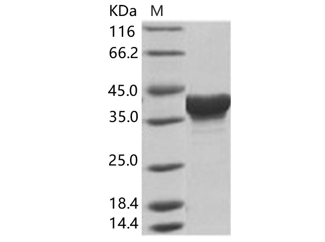 Валидация Elabscience PKSV030158(5935)
