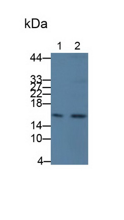 28335
