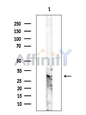 Валидация Affinity DF15591 - 12006