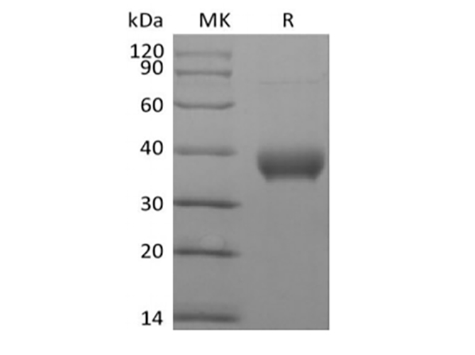 Валидация Elabscience PKSH033984(4213)