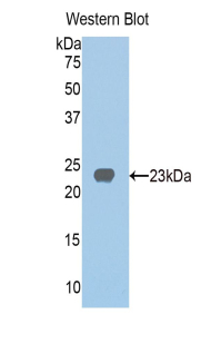 48835