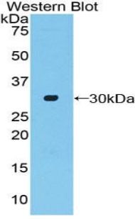 40326