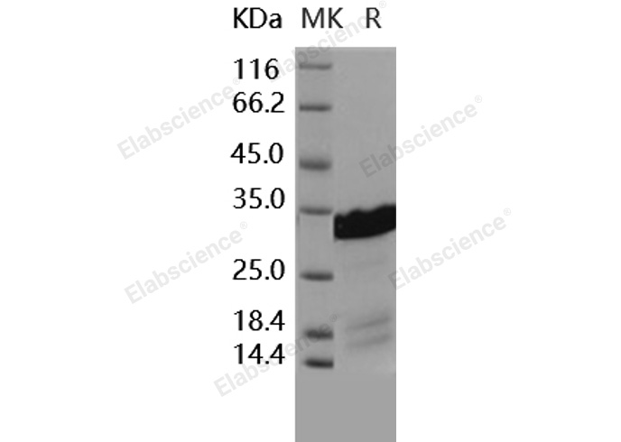 Валидация Elabscience PKSH031599(2264)
