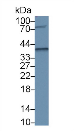 13288