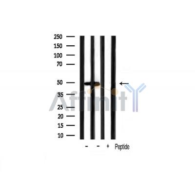 Валидация Affinity AF6233 - 3469