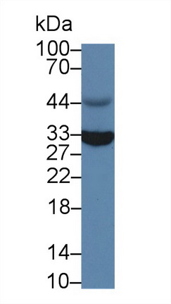 13644