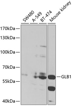 Валидация Elabscience E-AB-66122