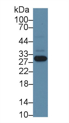 8282