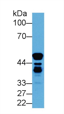 12895