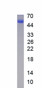 63868