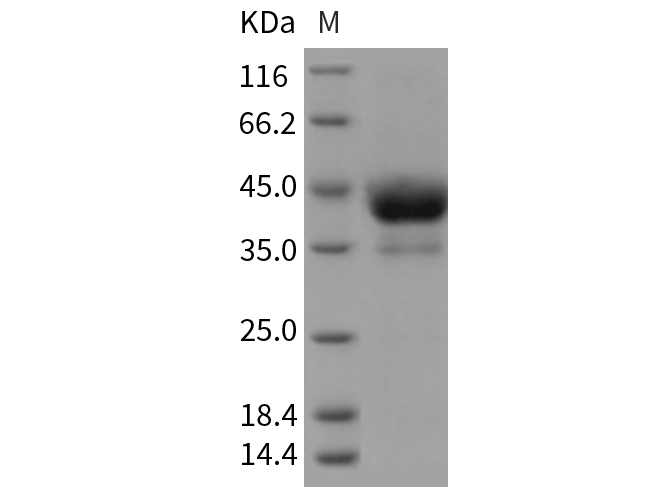 Валидация Elabscience PKSR030351(5692)