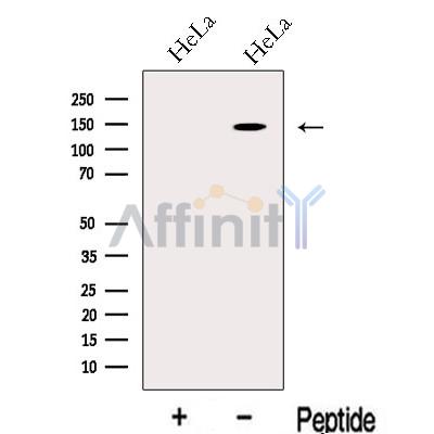 Валидация Affinity DF13121 - 8035