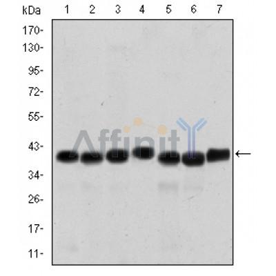 Валидация Affinity BF0592 - 5314