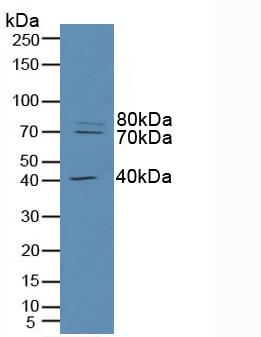 6629