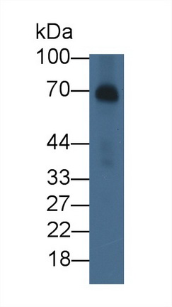 53139