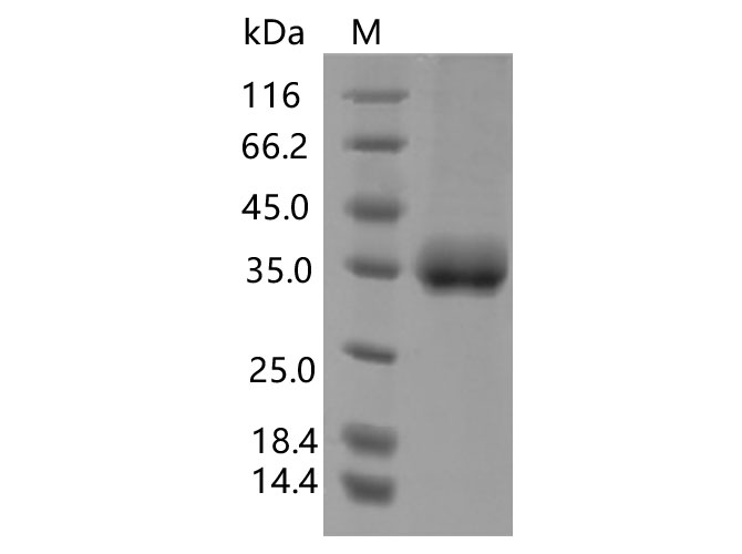 Валидация Elabscience PKSV030378(6116)