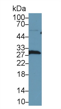 9643