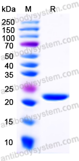 Валидация AntibodySystem YHE08601