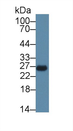 8731