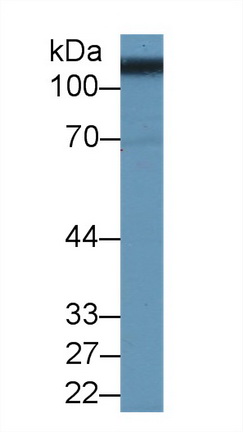 9949