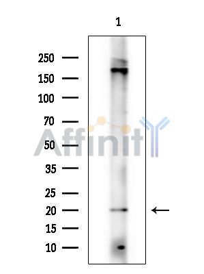 Валидация Affinity DF15831 - 12336