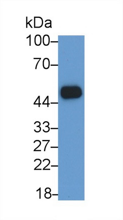 62220