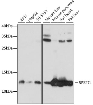 Валидация Elabscience E-AB-91301