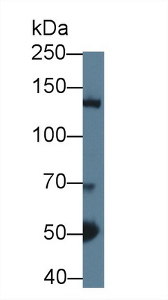 9230