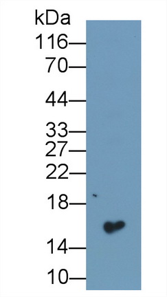 52584