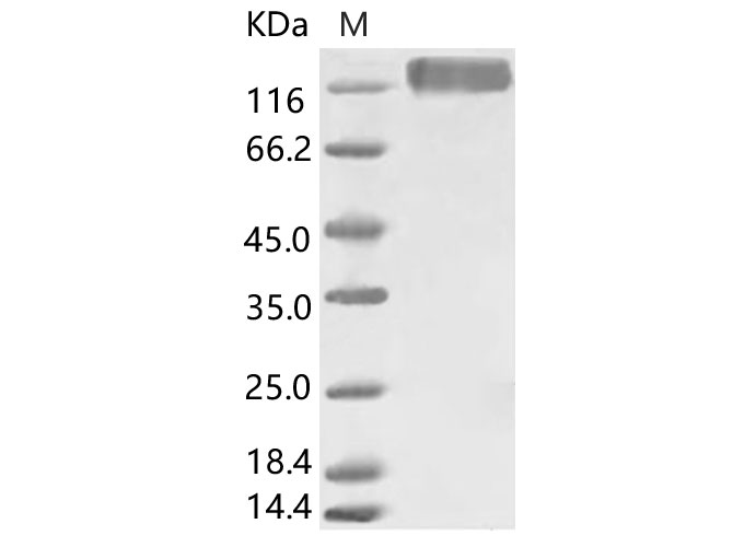 Валидация Elabscience PKSV030115(5892)