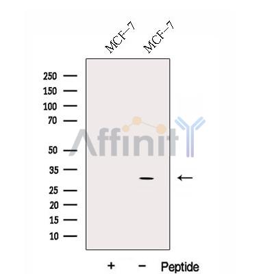Валидация Affinity DF12941 - 7698