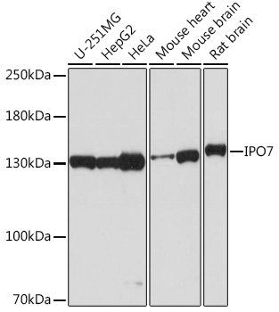 Валидация Elabscience E-AB-92039