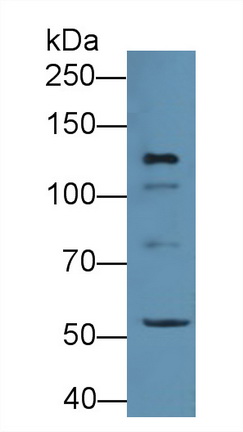 14953