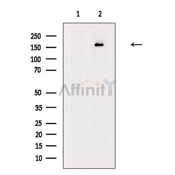 Валидация Affinity DF7801 - 19615