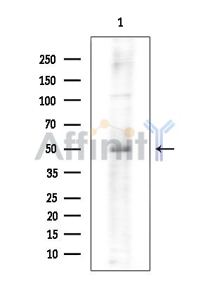 Валидация Affinity DF7572 - 19331