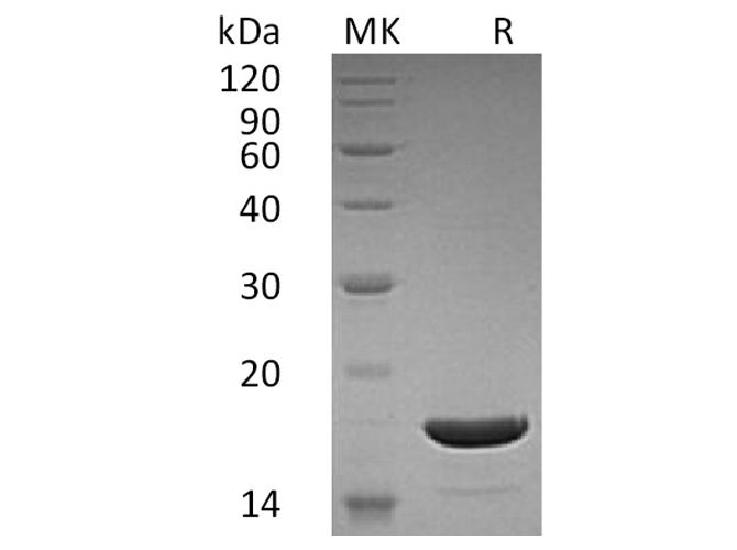 Валидация Elabscience PKSH033422(3747)