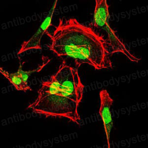 Валидация IF - AntibodySystem RHD64705