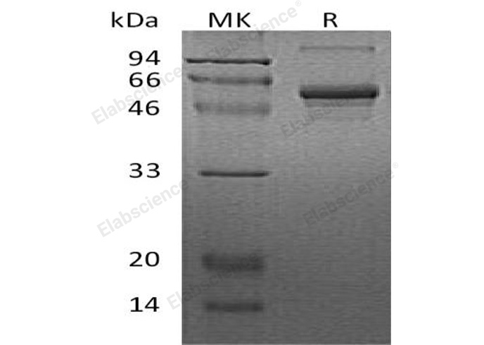 Валидация Elabscience PKSH030337(1277)