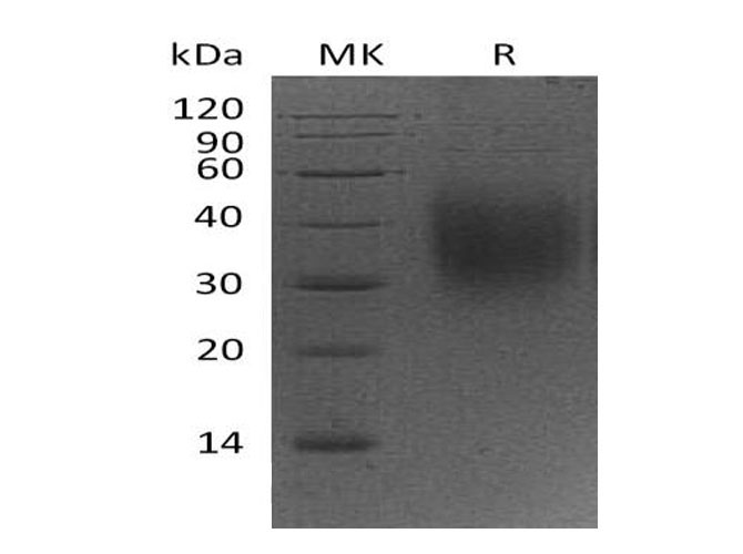 Валидация Elabscience PKSM041042(4969)