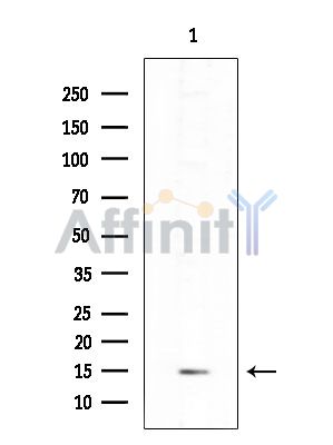 Валидация Affinity DF8960 - 21134