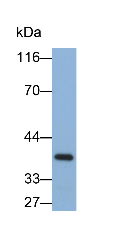 33478