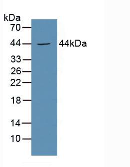 5350