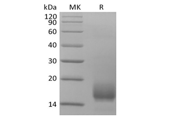 Валидация Elabscience PKSH034028(4258)