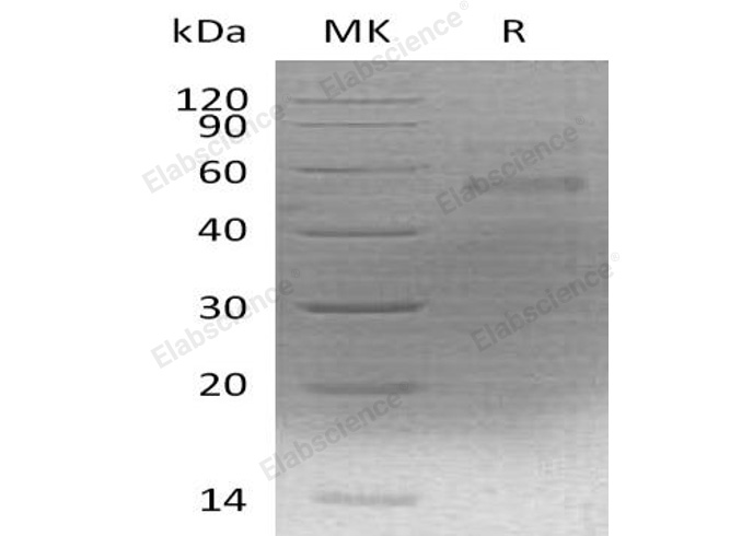 Валидация Elabscience PKSM040986(4923)