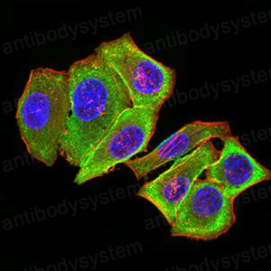 Валидация IF - AntibodySystem RHA76602