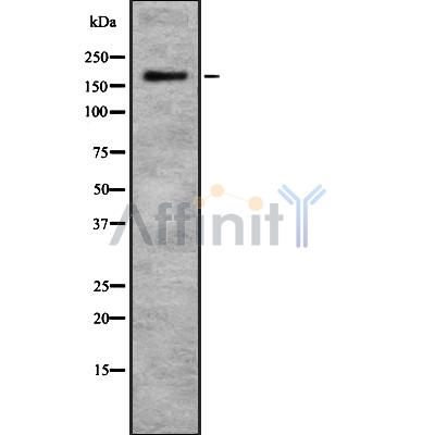 Валидация Affinity DF8753 - 20769